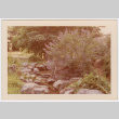 Lavender (ddr-densho-377-1998)