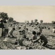 Camp inmates harvesting onions (ddr-densho-159-87)