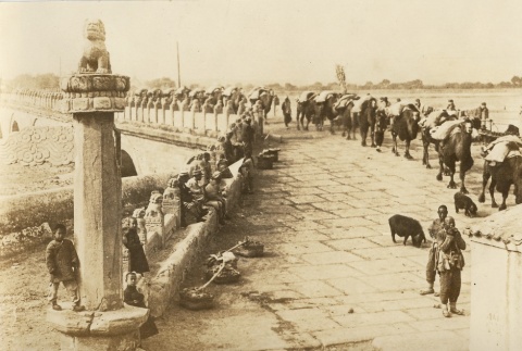 Pack camels crossing a bridge (ddr-njpa-6-108)