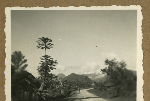 Road in a plantation (ddr-csujad-33-109)
