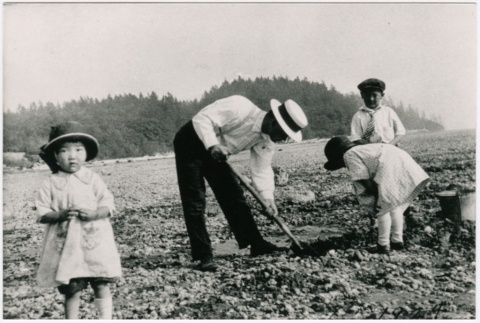 Father digging clams with children (ddr-densho-353-239)