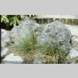 Stones at 4th pond (ddr-densho-354-1034)