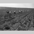 Women harvesting potatoes (ddr-fom-1-46)
