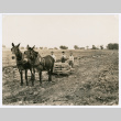Workers on farm (ddr-densho-1007-383)