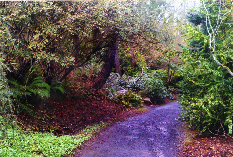 Kubota Garden path between Terrace and Grand fit (ddr-densho-354-1726)