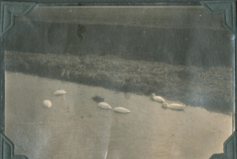 Photo of ducks in a pond (ddr-densho-483-514)