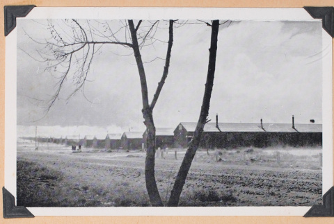 Photo of barracks with a tree (ddr-densho-483-496)