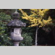 Stone Lantern, ginkgo (ddr-densho-354-632)