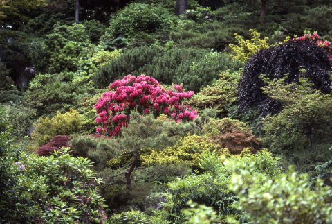 Rhododendrons in bloom (ddr-densho-354-895)