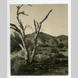 Grove of the Poston desert (ddr-csujad-35-13)