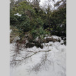 Broken Tree from Winter Storm Damage (ddr-densho-354-2585)