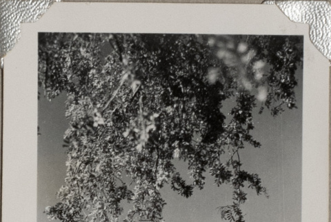 Rocky hillside with tree in foreground (ddr-densho-587-14)