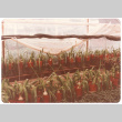 Onion plants (ddr-densho-441-54)