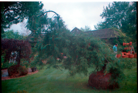 Pine tree (ddr-densho-377-2427)