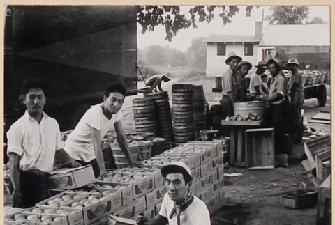 Men packing boxes  at farm in Freeport, Illinois (ddr-densho-379-698)