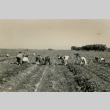 Camp inmates harvesting onions (ddr-densho-159-91)