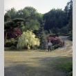Fujitaro Kubota and Wisteria tree by a bridge in the Garden (ddr-densho-354-266)