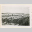 Workers in a flower field (ddr-densho-37-1057)