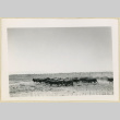 Pigs in a field (ddr-densho-37-1622)