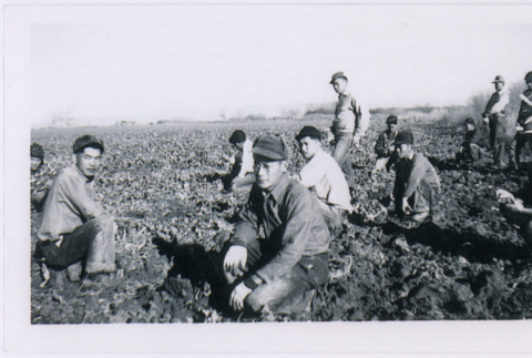 Group of men working in field (ddr-densho-122-660)