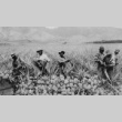 A Community Grows, Despite Racism (ddr-densho-1024-71)