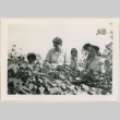 Mr. Tutte and others picking cotton (ddr-densho-37-952)