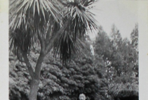 Woman and palm tree (ddr-densho-252-114)