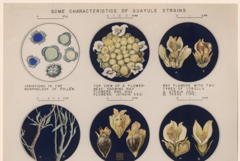 Illustrations of Guayule strains (ddr-manz-2-7)
