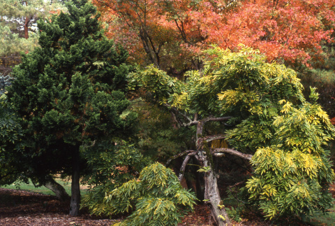 Trees in the Fall (ddr-densho-354-903)