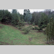 Pines, grand fir, pyramidalis, looking back to beeches (ddr-densho-354-1083)