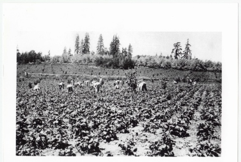 Japanese Farm Laborers Working in the field (ddr-densho-259-556)