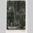Blank Postcard of Tree (ddr-ohs-1-142)