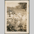 Lilies in a garden (ddr-densho-316-317)