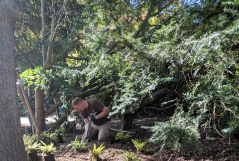 Volunteer from UPS working on ferns (ddr-densho-354-2504)