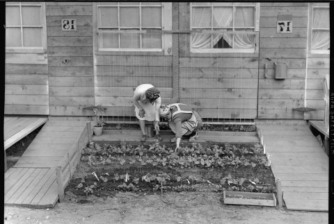 Japanese Americans working in garden (ddr-densho-151-340)