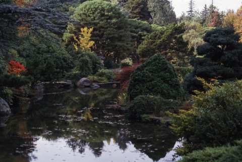 Pond in the Japanese Garden (ddr-densho-354-634)