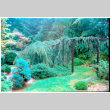 Gateway with pine branch (ddr-densho-377-2426)