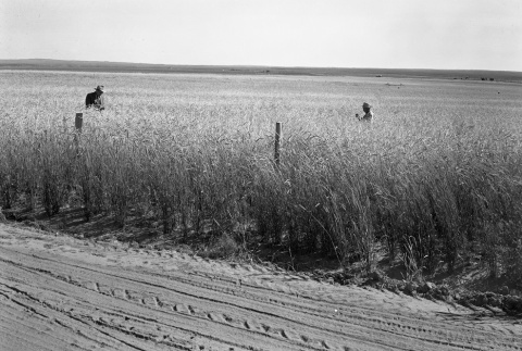 Two men in a wheat field (ddr-fom-1-12)