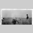 Japanese Americans working in a field (ddr-densho-37-709)