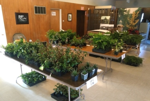 Plants at the KGF office ready to be picked up for Spring 2020 Plant Sale (ddr-densho-354-2787)