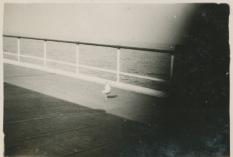 Photograph: Seagull on a ferry (ddr-densho-357-277-mezzanine-e338c59ffc)