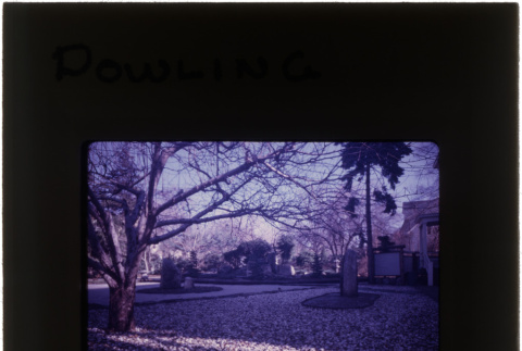 Garden at the Dowling project (ddr-densho-377-686)