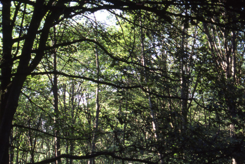 Alder woods (ddr-densho-354-1098)