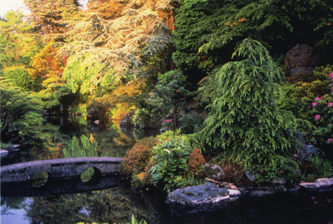 Bridge in the Japanese Garden (ddr-densho-354-779)