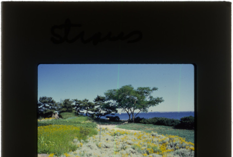 The garden and view of the water from the Straus project (ddr-densho-377-619)