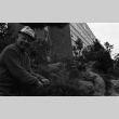Fujitaro Kubota trimming pine at Seattle University (ddr-densho-354-2078)