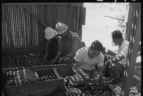 Japanese Americans working in lath house (ddr-densho-151-386)