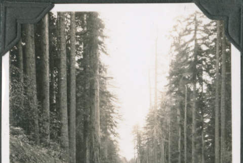 Truck on road through tall trees (ddr-ajah-2-216)