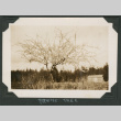 Photo of a blooming plum tree (ddr-densho-483-299)