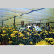 [Okines' relatives, chrysanthemum flowers] (ddr-csujad-5-47)